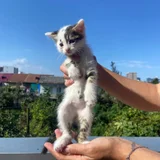 Котята в добрые руки (photo 4)
