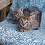 Котёнок Тайгер (photo 3)