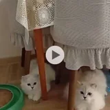 Шотландский котенок (photo 1)