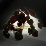 Бегония Mazae Nigricans (photo 2)