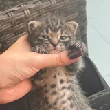 Котенок Киси в добрые руки (photo 3)