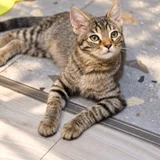 Котята в добрые руки (photo 3)