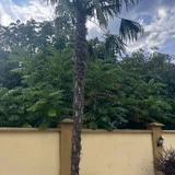 Пальмы и олеандры (photo 1)