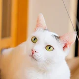Кошка Тильда, 1 год (photo 1)