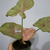 Руэллия в горшке (photo 5)