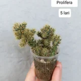 Растения в горшках (Mammillaria Prolifera и Pseudorhipsalis Ramulosa) (photo 1)