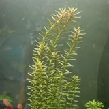 Комнатные растения (photo 5)
