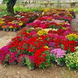 Разноцветные хризантемы (photo 1)