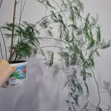 Аспарагусы разных видов (photo 2)