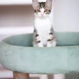 Котёнок Анфиска (photo 4)