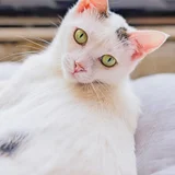 Кошка Тильда, 1 год (photo 3)