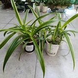 Растения по 5₾ (photo 2)