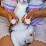 Трехцветная кошка Чупа, 1 год (photo 2)