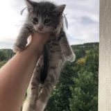 Котята в добрые руки (photo 2)