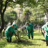 Уход за растениями в Батуми** (photo 1)