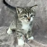 Котенок Булочкин, 2 месяца (photo 2)