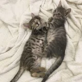 Котёнок Тайгер (photo 2)