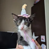 Котенок Богатырь в добрые руки (photo 1)
