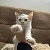 Котёнок в добрые руки (photo 5)
