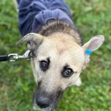 Собака Чика ищет дом (photo 1)