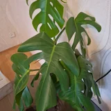 Монстера деликатесная (photo 1)