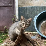 Котёнок Жорик в добрые руки (photo 4)
