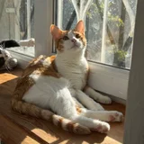 Кошка Фокси в добрые руки (photo 4)