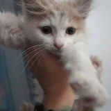 Котята Лари и Тетри (photo 1)