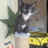 Котята в добрые руки (photo 10)