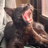 Котята Шоко и Паша в добрые руки (photo 2)