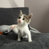Котенок Неваляшка, девочка 1.5 месяца (photo 1)