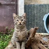 Котёнок Жорик в добрые руки (photo 2)