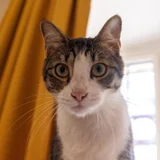 Котёнок Финдус (photo 2)