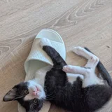 Котенок Богатырь в добрые руки (photo 4)