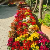 Разноцветные хризантемы (photo 3)