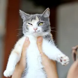 Трехцветная кошка Чупа, 1 год (photo 4)