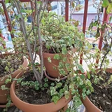 Уличные и балконные цветы в горшках (photo 3)
