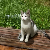 Кот в добрые руки (photo 3)