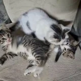 Котята в поисках дома (photo 1)