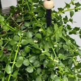Растение Dichidia Ruscifolia с горшком (photo 2)