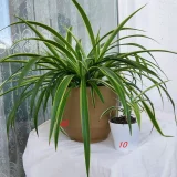 Хлорофитум комнатные растения (photo 3)