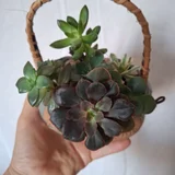 Калатея (photo 8)