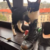 Котята Шоко и Паша в добрые руки (photo 5)
