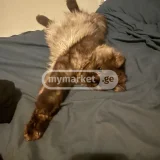 Кошка (photo 3)