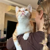 Котята Пряник и Печенька (photo 2)