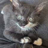 Котята в добрые руки (photo 6)