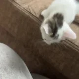 Котёнок в добрые руки (photo 6)