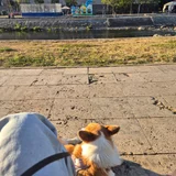 Передержка и присмотр за животными (photo 1)