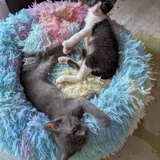 Котенок Богатырь в добрые руки (photo 3)
