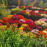 Разноцветные хризантемы (photo 4)